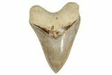 Serrated, Fossil Megalodon Tooth - Indonesia #238951-1
